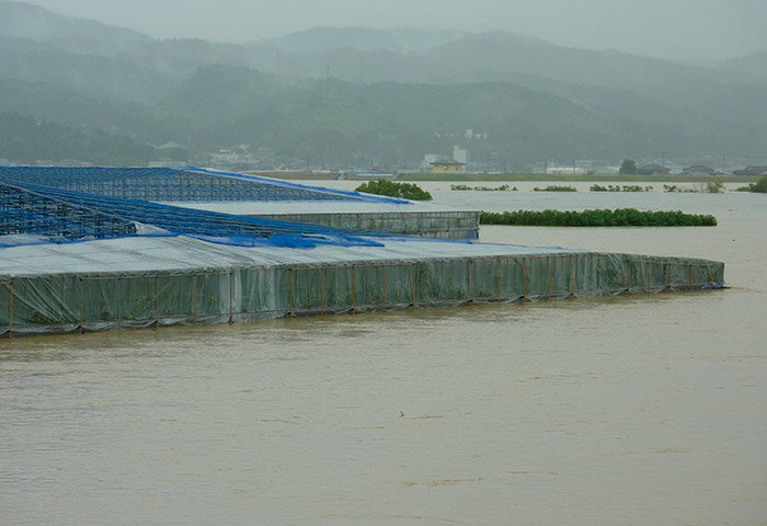 2011年夏の「平成23年7月新潟・福島豪雨」によって完全に水没した白根地区のナシ畑と濁流に呑まれて汚れた日本ナシ。こんな状態になっても水が引けばナシの木は復活し、翌年には例年通り結実するという　提供：JA新潟みらい