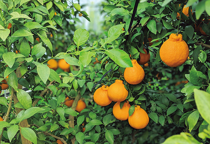 「力士に形が似ている」と海外のウェブサイトなどで「Sumo Citrus」と紹介されるデコポン