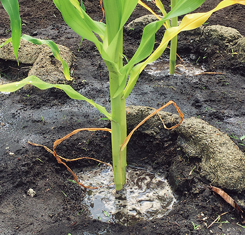 三和土を用いたウイングが土壌流出を抑え、収量も増やす