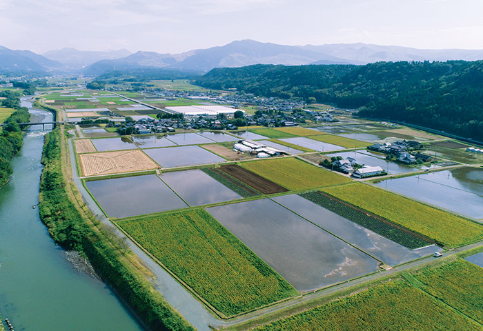 水張りされた白川中流域（大津町、菊陽町）の水田 提供：おおきく土地改良区