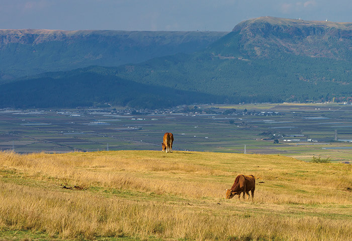 阿蘇中岳の山麓に放牧されている牛たち。奥に見えるのは阿蘇の外輪山