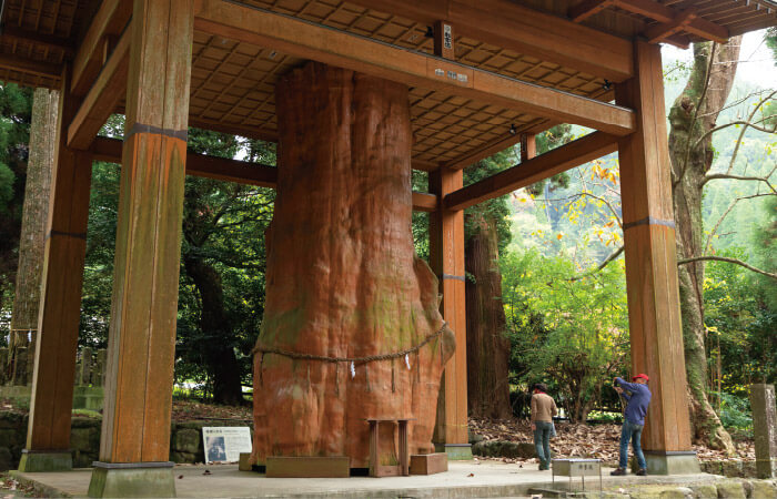 樹齢2000年ともいわれる「手野の大杉」。保存処理されたものが国造神社内に残されている