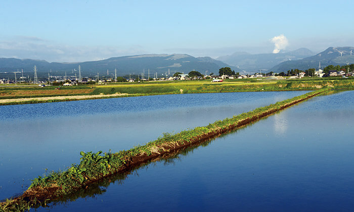 地下水涵養のために水を張った田んぼ。休耕田や端境期の畑地にも水を張る