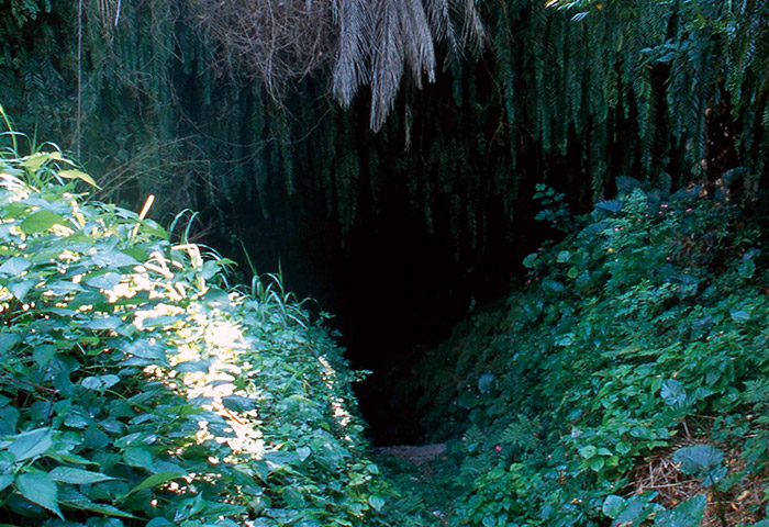 沖永良部島の住吉集落にある湧水「暗川（くらごう）」。この奥の地下に水が湧いている。地理学の分野では有名な場所 提供：須山聡さん