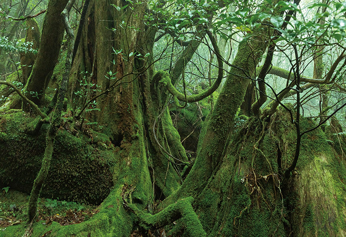 苔むした屋久島の森。こうした林床が降った雨を蓄えるダムの役割も果たしている