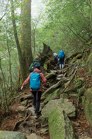 縄文杉へ向かう登山者たち。トロッコ軌道を約8km歩いた後、約2.5kmは本格的な山登り