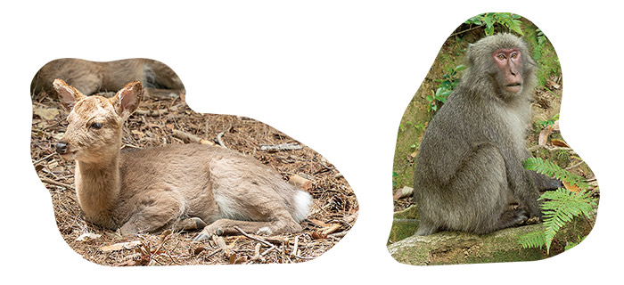 西部林道で出合った野生のヤクシカとヤクシマザル。いずれもニホンジカ、ニホンザルの亜種。ヤクシマザルはニホンザルより小型で毛も長い