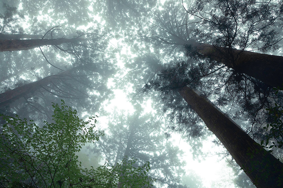 縄文杉へ向かう途中、小雨が降る森のなかで空を見上げると、霧がかかった幻想的な光景だった