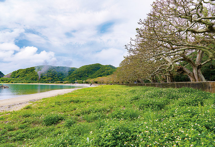 奄美群島随一と言われる諸鈍のデイゴ並木。沖縄との交易が盛んだったころに航海の目印として植えられたという説も
