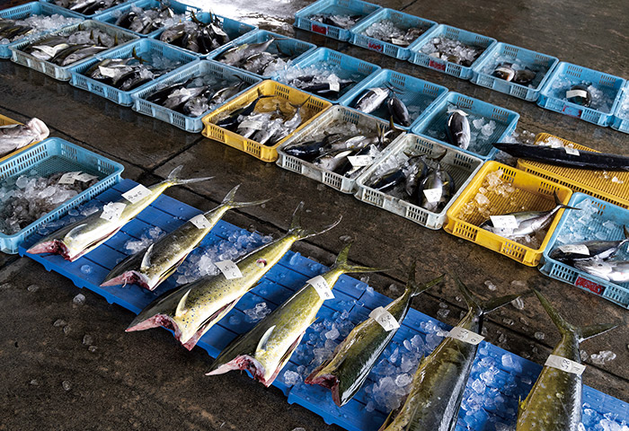 茶花漁港に水揚げされた魚と島内の仲買人による競り。前日は荒天予報だったため、通常よりかなり魚が少ない。すべて島内で消費されるという
