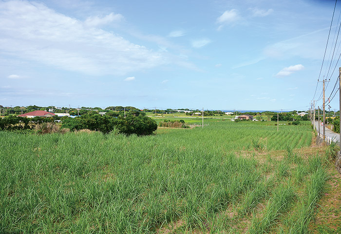 市街地を離れるとこうした風景が広がる。険しい山こそないものの起伏は比較的ある。台風被害を抑えるよう建物は低く建てられている