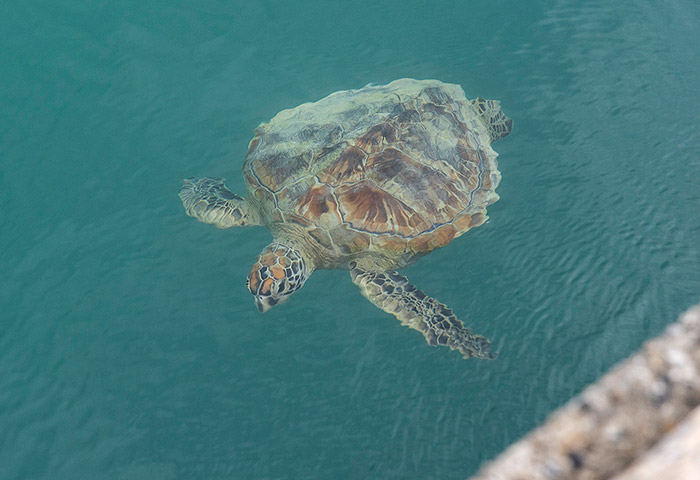 漁港に棲みついたウミガメ