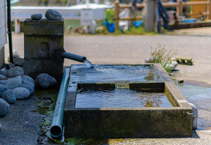 あら与の加工場にある湧水。白山を源とする手取川の河口域では、地下水が湧き出る