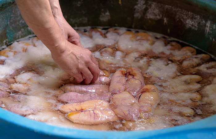 2 卵巣を水洗いして、塩分30％の塩水に1年ほど漬けこむ。漬け汁に毒素が徐々に染み出し、卵巣は水分が抜けて堅く引き締まっていく