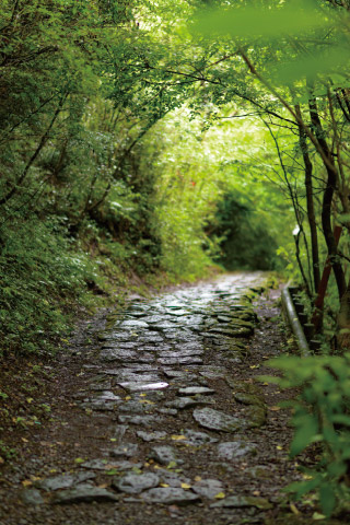 石畳が残る「箱根旧街道」。江戸時代に徳川幕府が整備した東海道にあたる