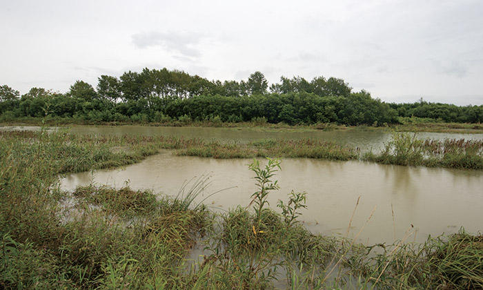 十勝川中流部市民協働会議が維持管理している相生中島上流湿地