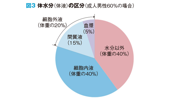 体水分（体液）の区分（成人男性60%の場合）