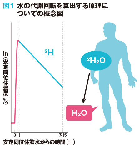 図1	水の代謝回転を算出する原理についての概念図