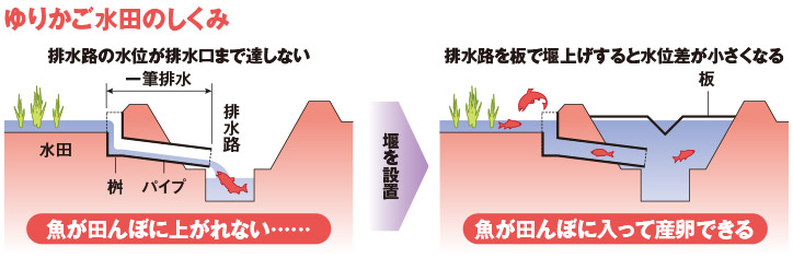 ゆりかご水田のしくみ