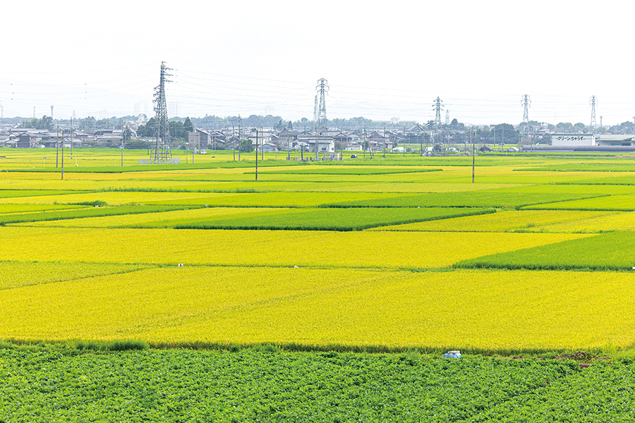 野洲川揚水機場屋上から見た農地。この一帯は琵琶湖の水を用いている