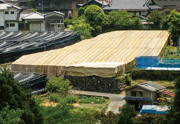 稲わらで編んだ「こも」で被覆した茶畑