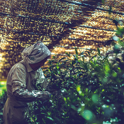 八女伝統本玉露の茶摘み風景