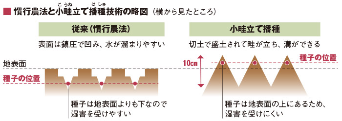 慣行農法と小畦立て播種技術の略図（横から見たところ）