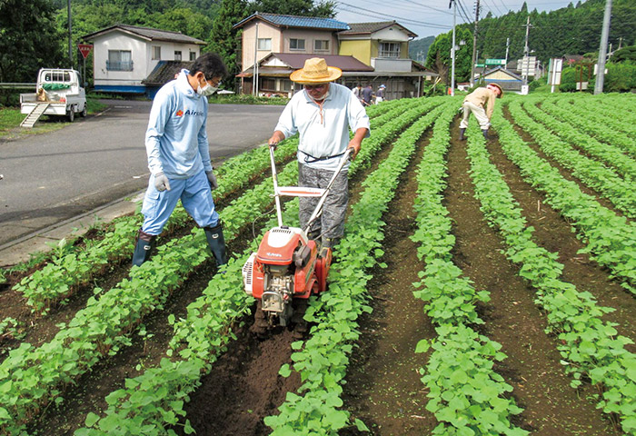 いばらき蕎麦の会は在来種「常陸秋そば」の栽培にも取り組んでいる