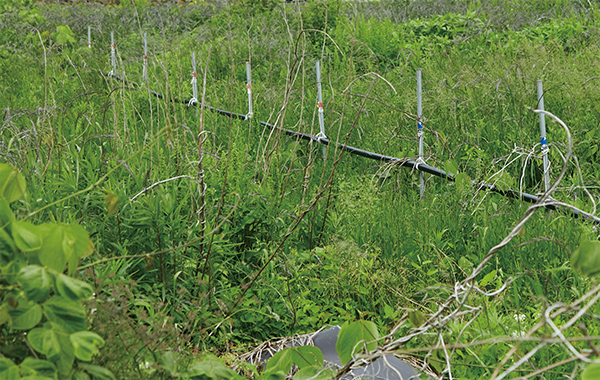 メンテナンスのため畑の草に埋もれないように工夫している