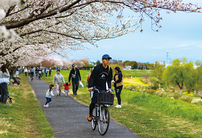 花を長く愛でられるように、幾種類もの桜が植えられている「多摩川等々力土手桜並木」