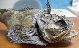 魚の漁理
