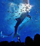 しびれる水族館