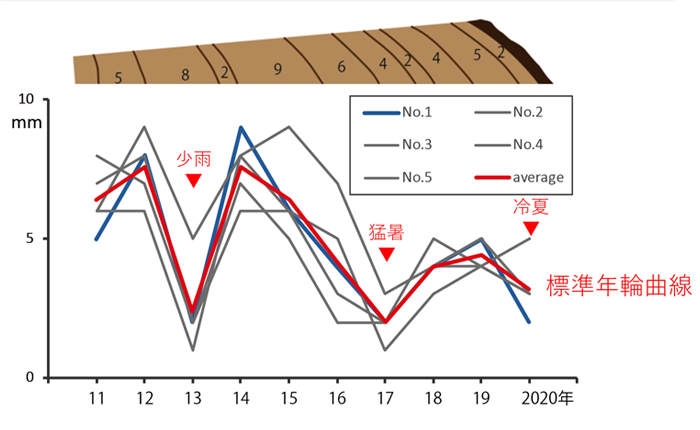 年輪からわかる樹木の生育年代参考例（鈴木伸哉さん講演資料より）