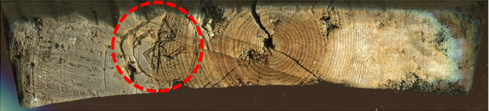木材に残された津軽家の家紋の極印（赤丸部分）。弘前藩の御用木が使用された可能性が高い（鈴木伸哉さん提供）