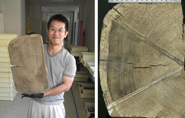 弘前藩津軽家上屋敷跡から出土したひとかかえもある木材。樹齢200年以上、300年近いものが使われていた（鈴木伸哉さん提供）