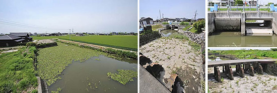 江湖の水位は、満潮になると水田より高くなるが、訪れた午前中（干潮時）には低くなっていた。 左：右手に広がるのは麦田。