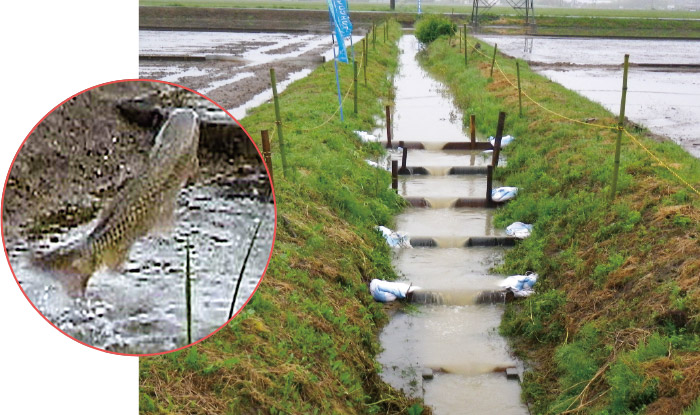排水路に設置された堰上げ式水田魚道。この状態ならば魚たちは水田と行き来できる
