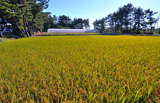 本間さんの農業用ハウスのそばで、今では珍しくなったビニール水田を発見。自家用米をつくっているようだ。