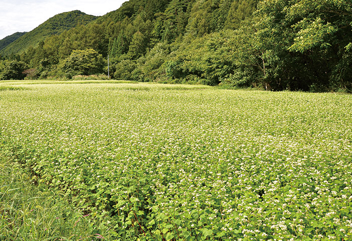 福島県南会津町の旧・舘岩村にあるソバ畑。この地域の在来種が大事に育てられている