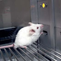 マウスによるオペラントレバー押し実験