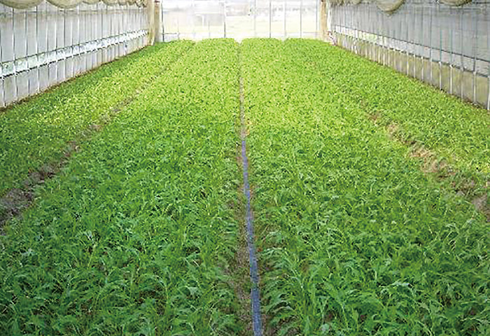 京水菜の栽培風景。もともと畔に流水を引き育てたことから水菜と名づけられた 提供：京都府山城広域振興局